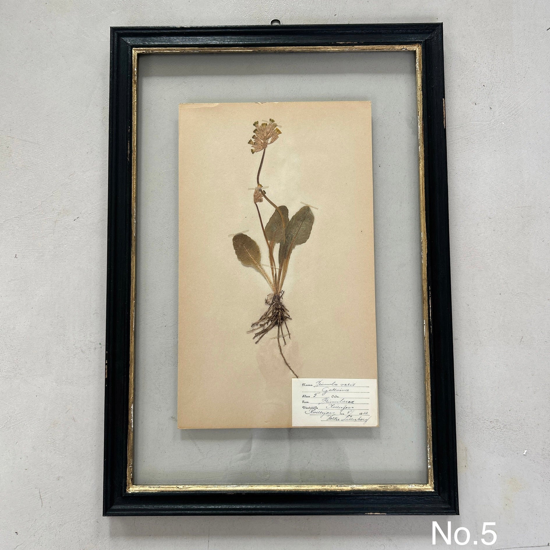 Black Framed Botanical | Vintage Pressed Flower Artwork | Large - Image 6