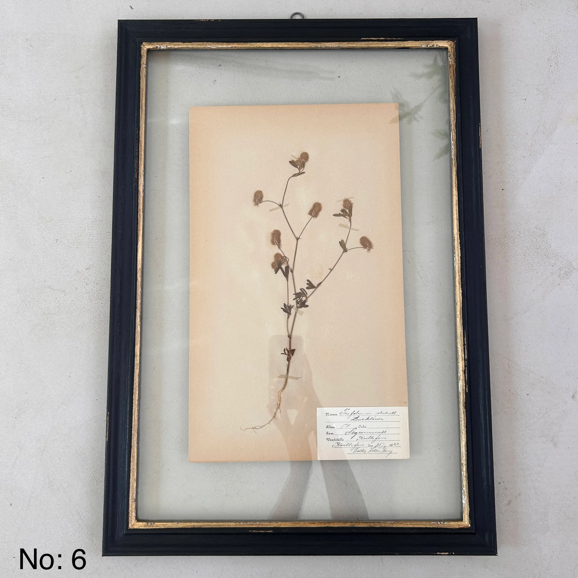 Black Framed Botanical | Vintage Pressed Flower Artwork | Large - Image 7