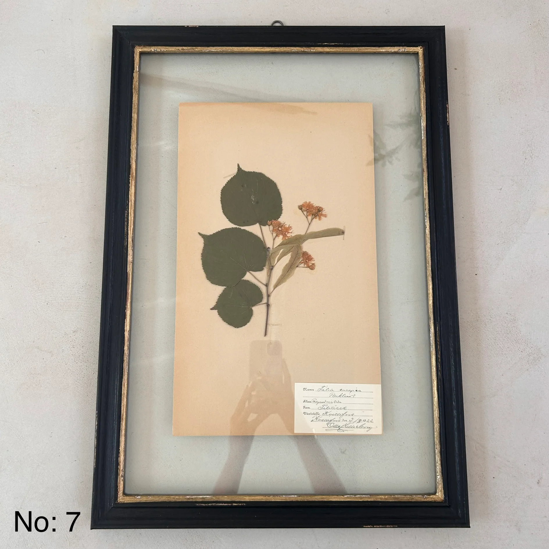 Black Framed Botanical | Vintage Pressed Flower Artwork | Large - Image 8