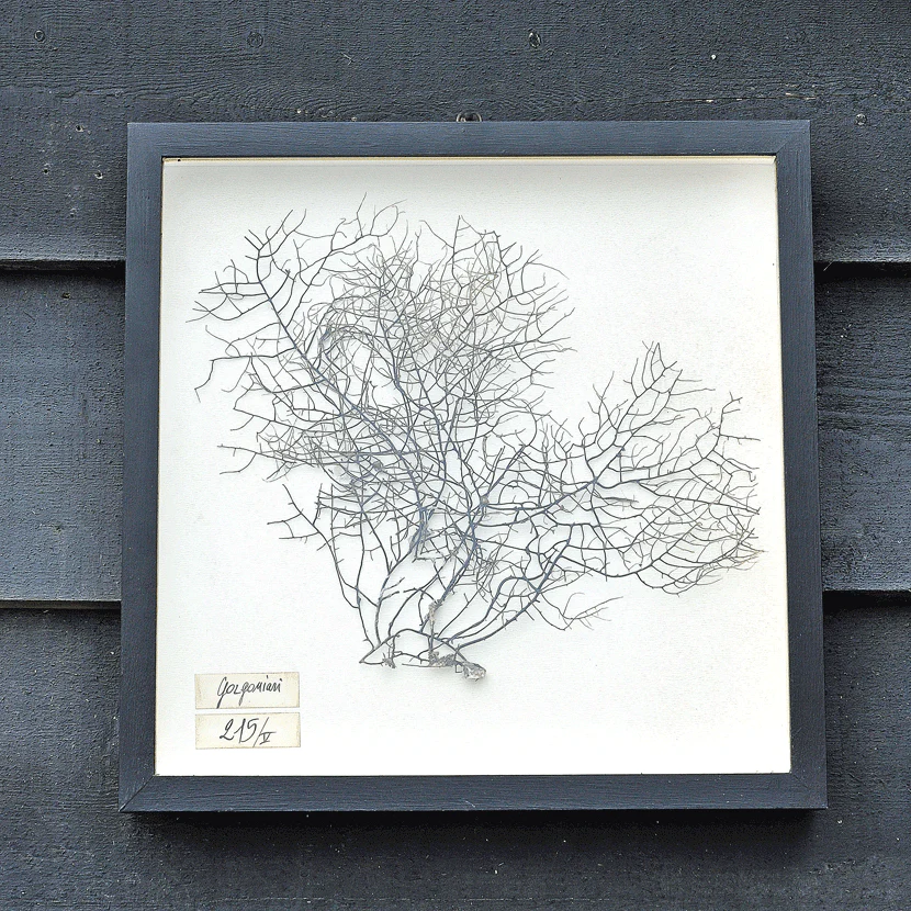 Framed Vintage Real Sea Fan Artwork - Image 3