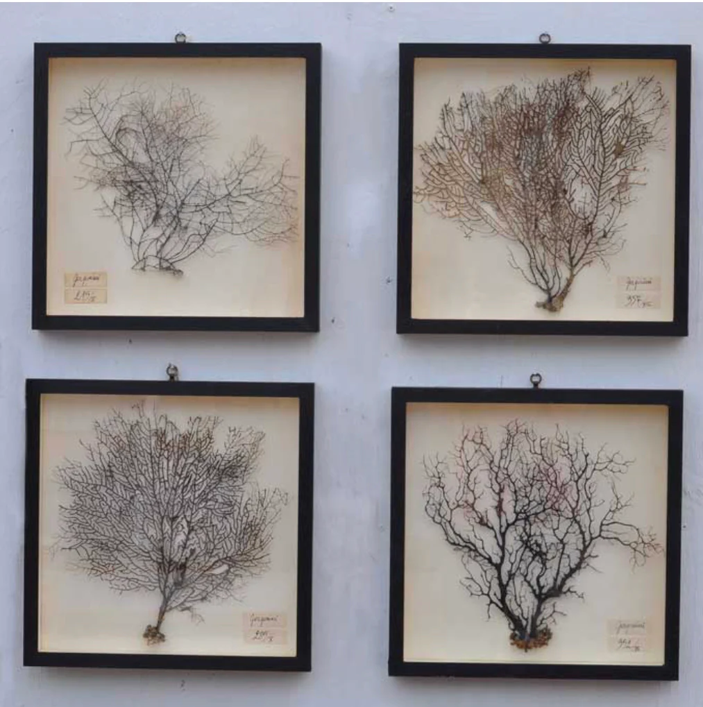 Framed Vintage Real Sea Fan Artwork - Image 5