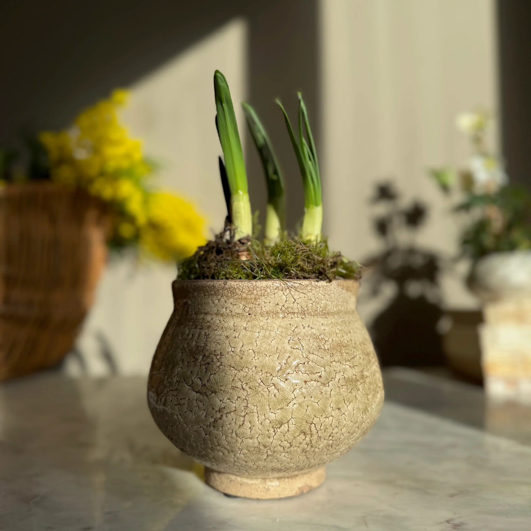 Green Crackle Glaze Pot | Vivian - Image 5