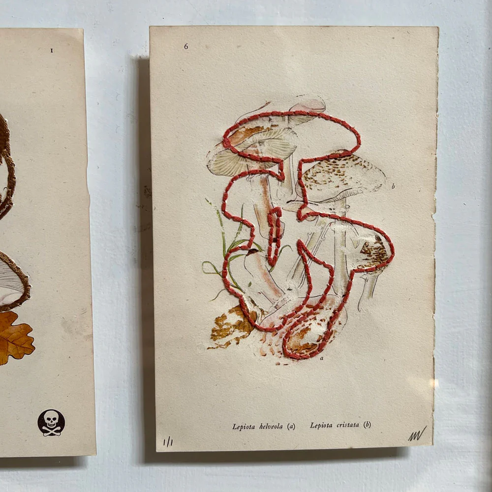 Mixed Botanical bookplate Art - Image 4