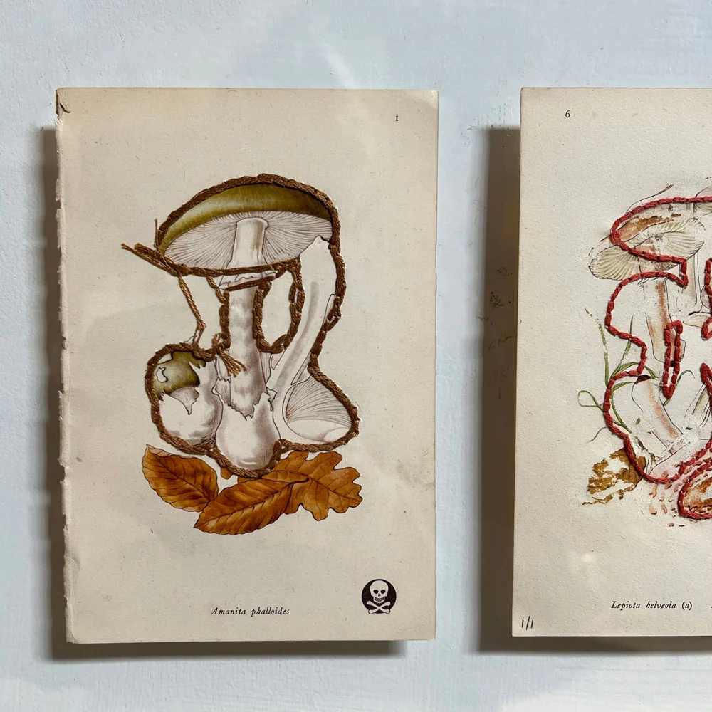 Mixed Botanical bookplate Art - Image 5