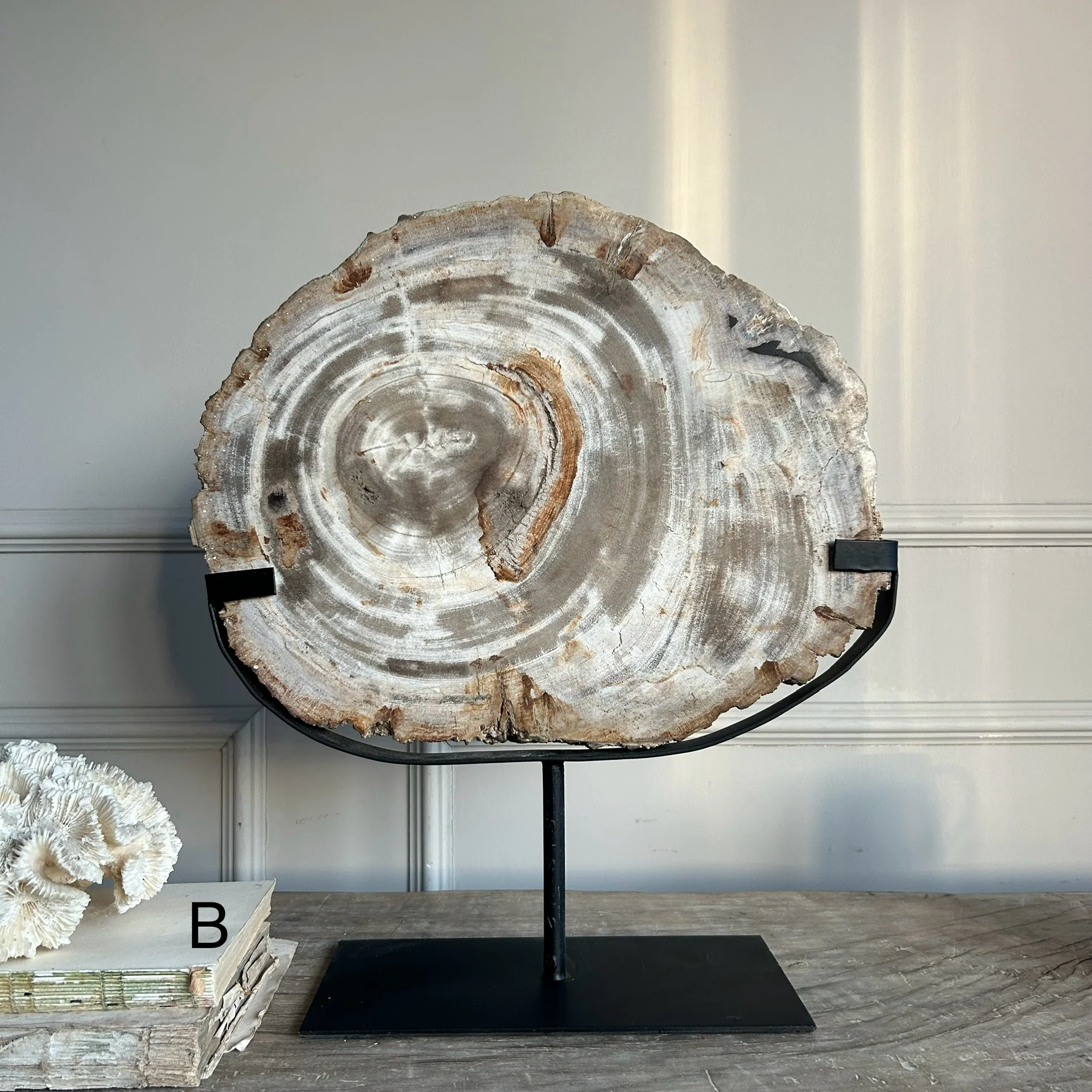 Petrified Wood on Stand - Image 4