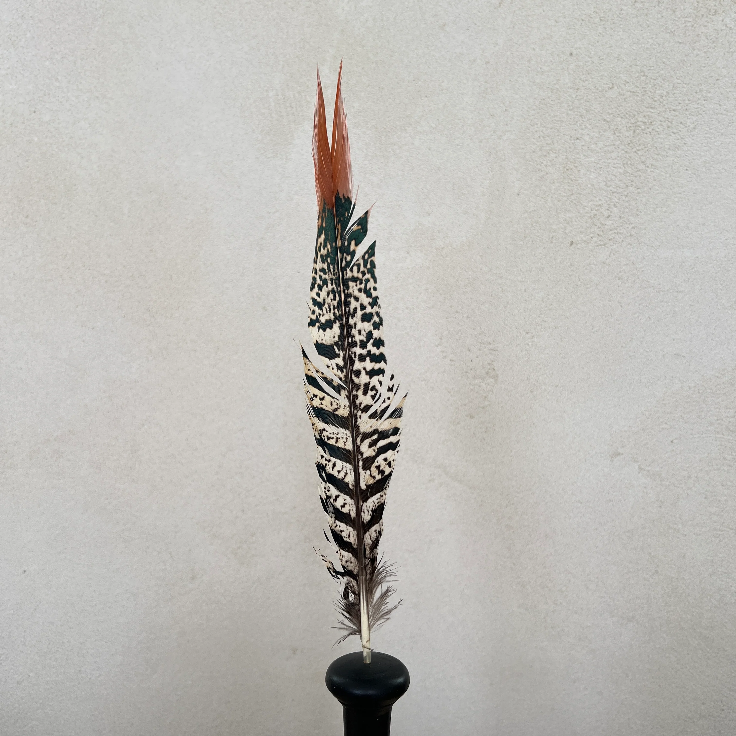 Pheasant feather on stand - Image 3