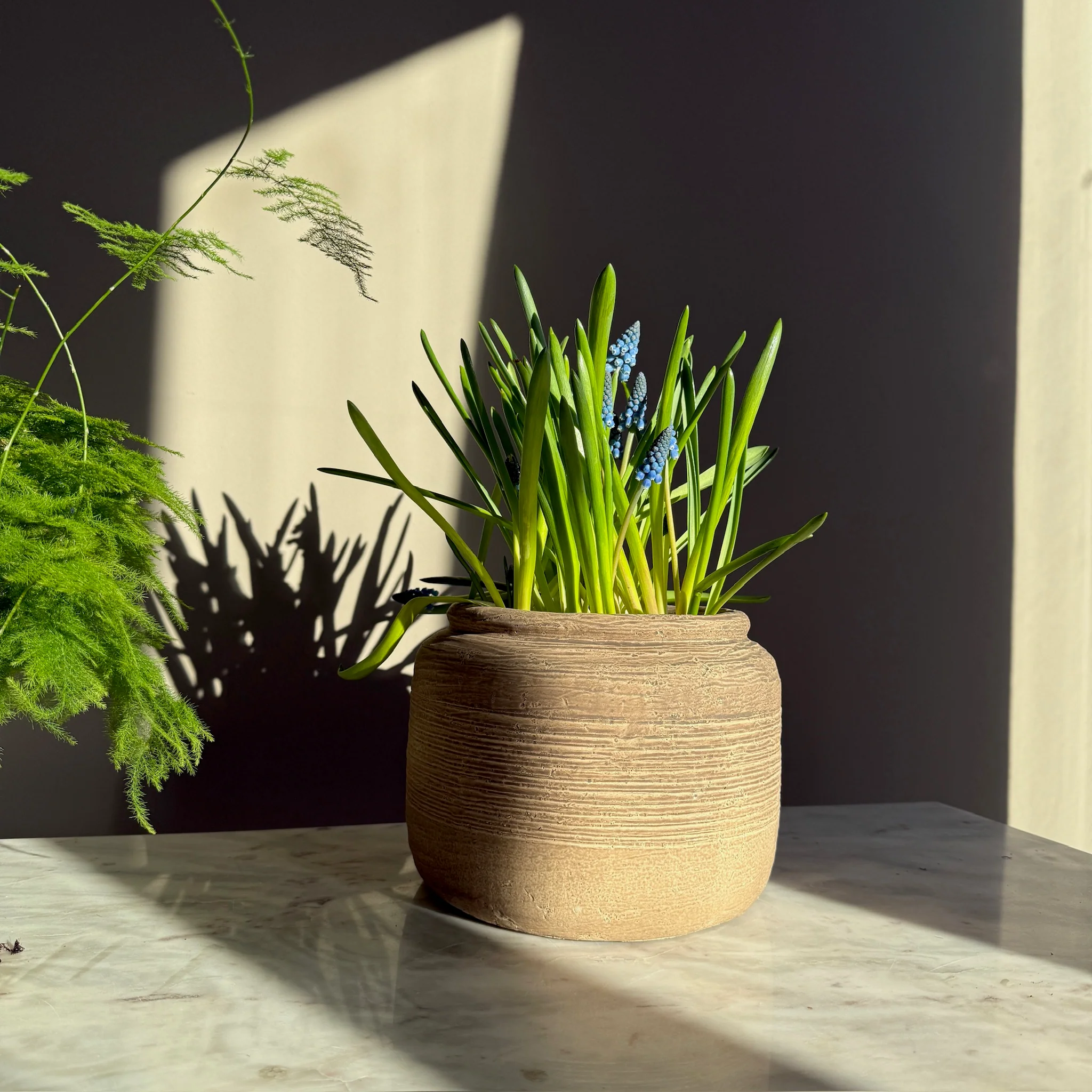 Rustic Ribbed Plant Pot | Fallon - Image 4