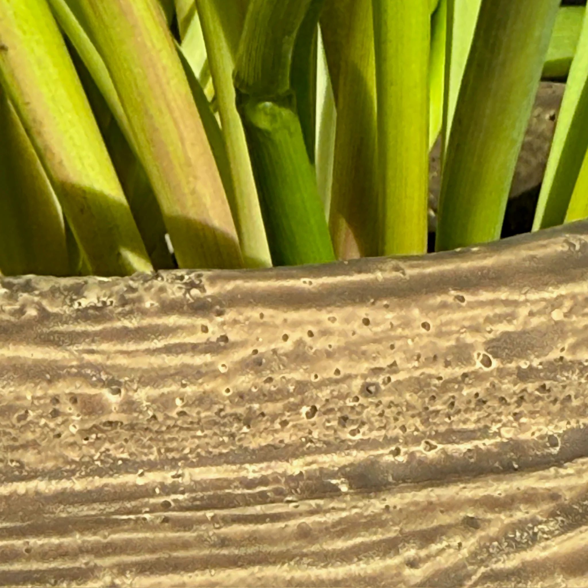 Rustic Ribbed Plant Pot | Fallon - Image 5