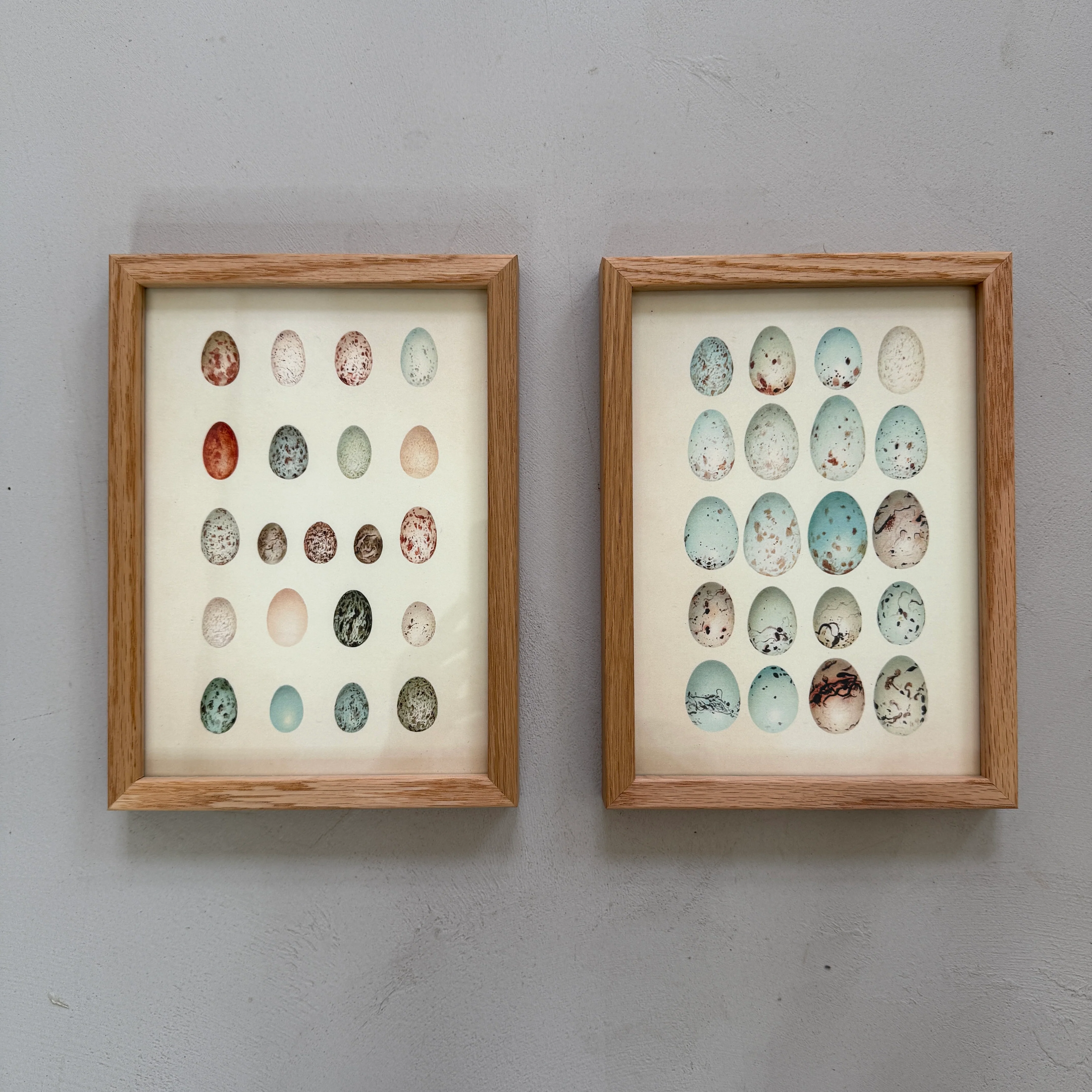 Small Oak Framed Egg Prints