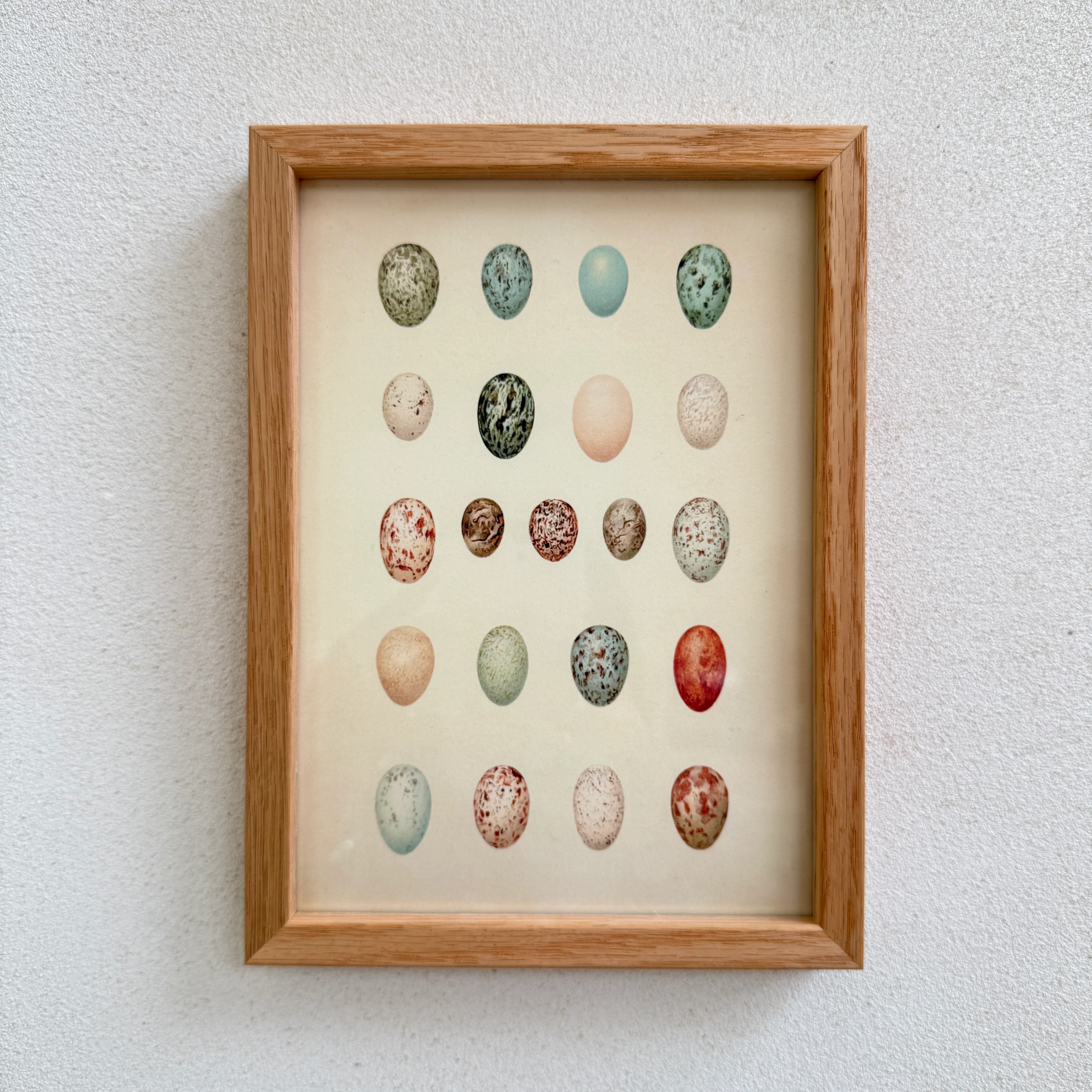 Small Oak Framed Egg Prints - Image 2