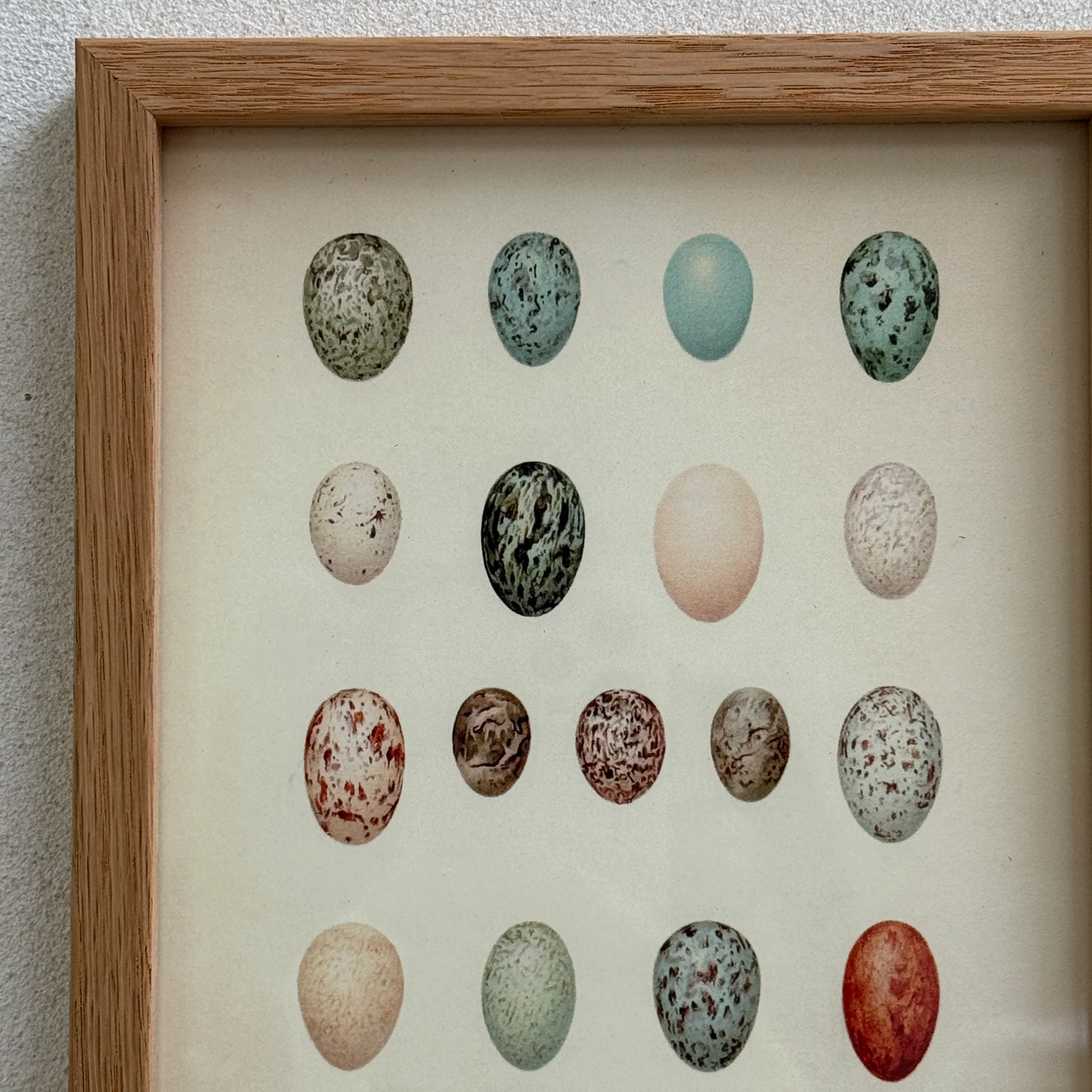 Small Oak Framed Egg Prints - Image 3