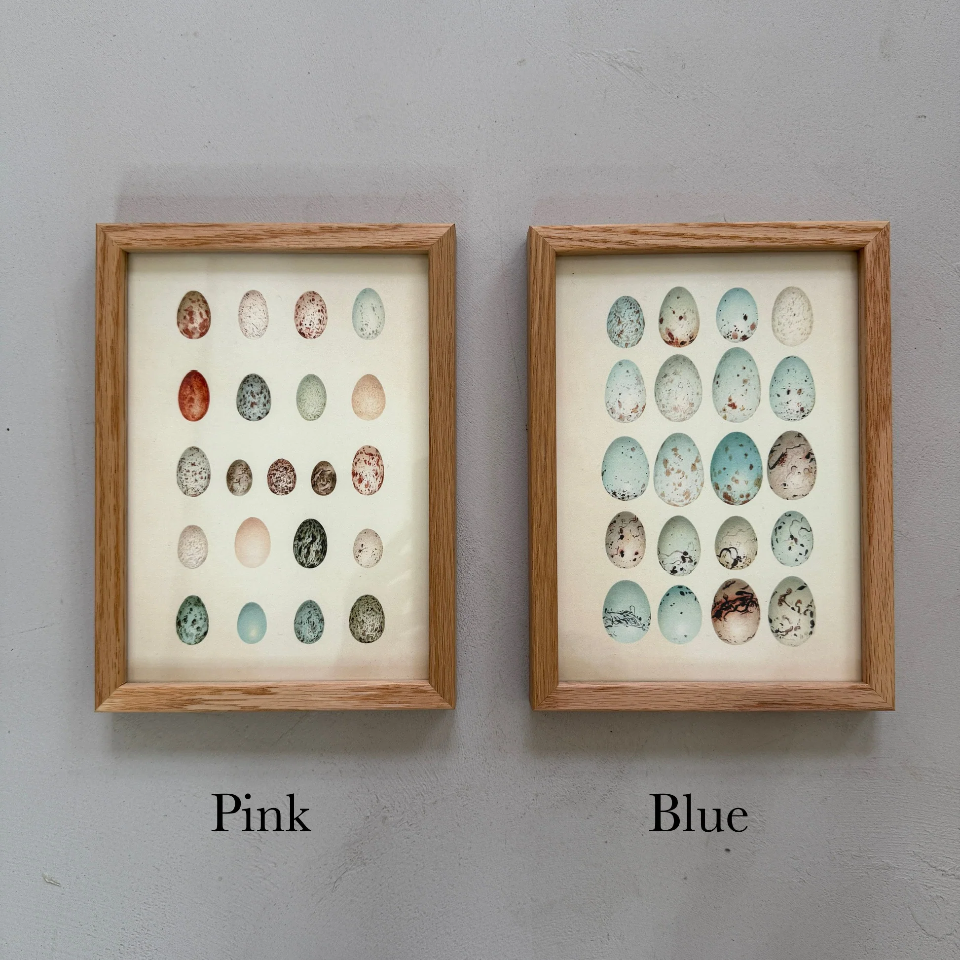 Small Oak Framed Egg Prints - Image 4