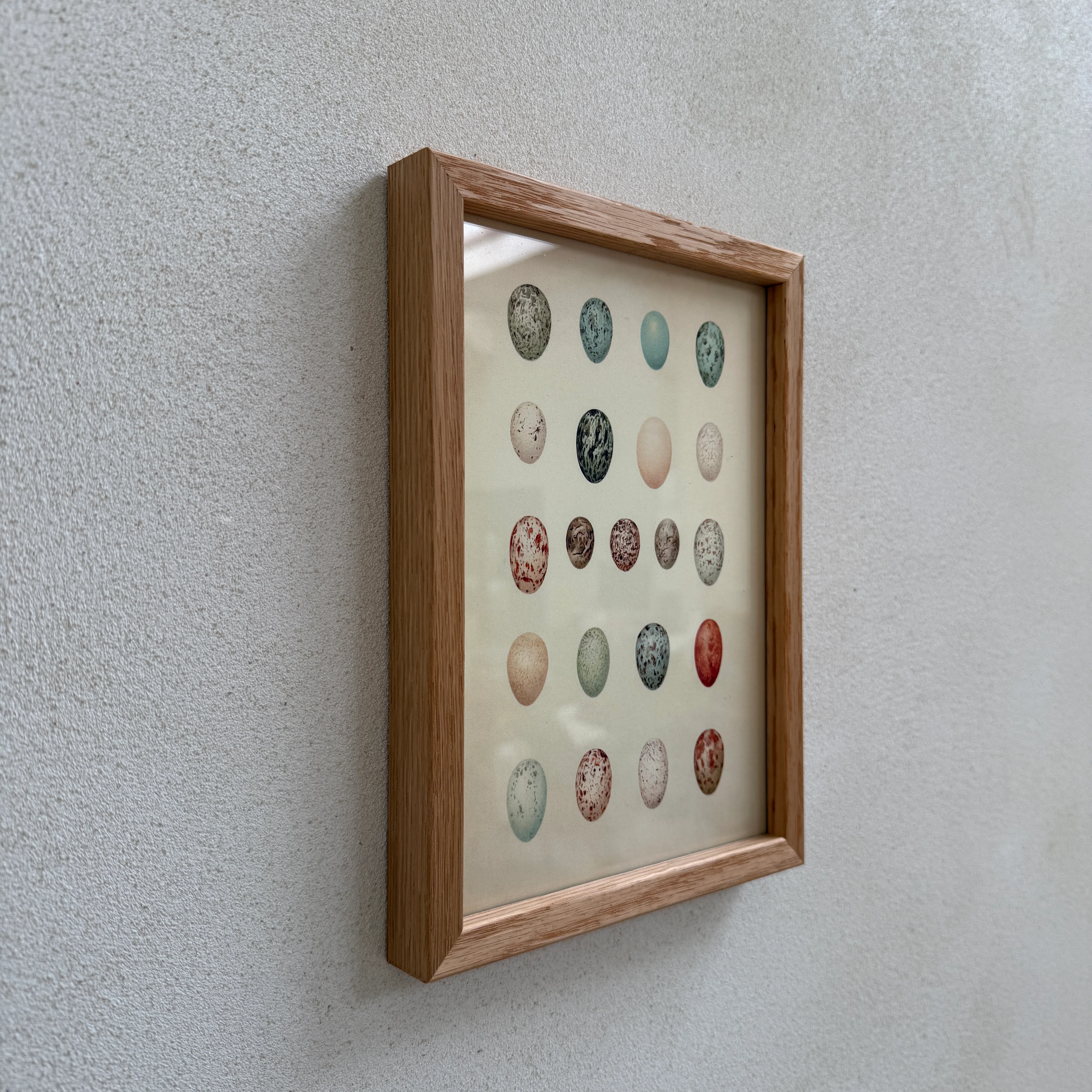 Small Oak Framed Egg Prints - Image 5