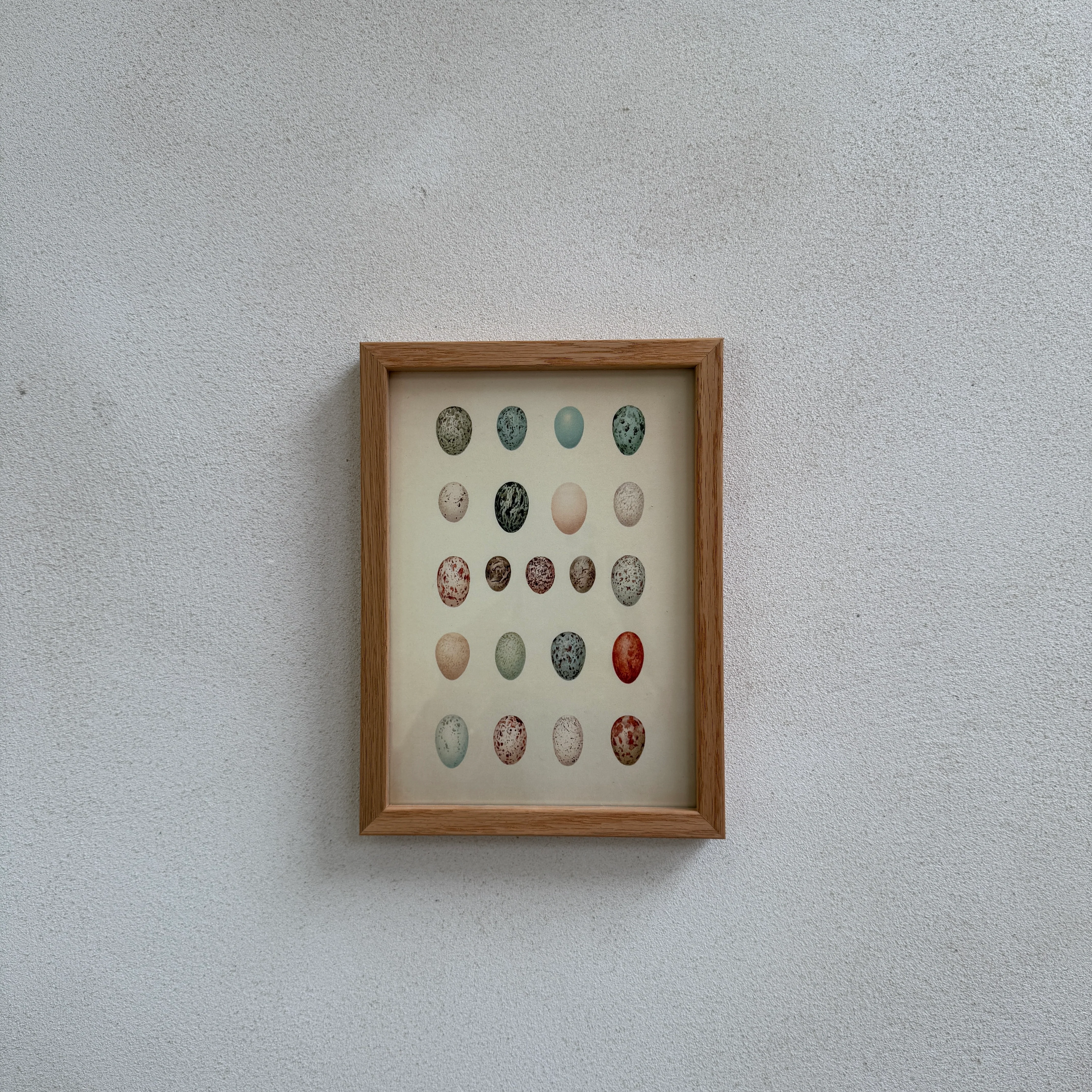 Small Oak Framed Egg Prints - Image 6