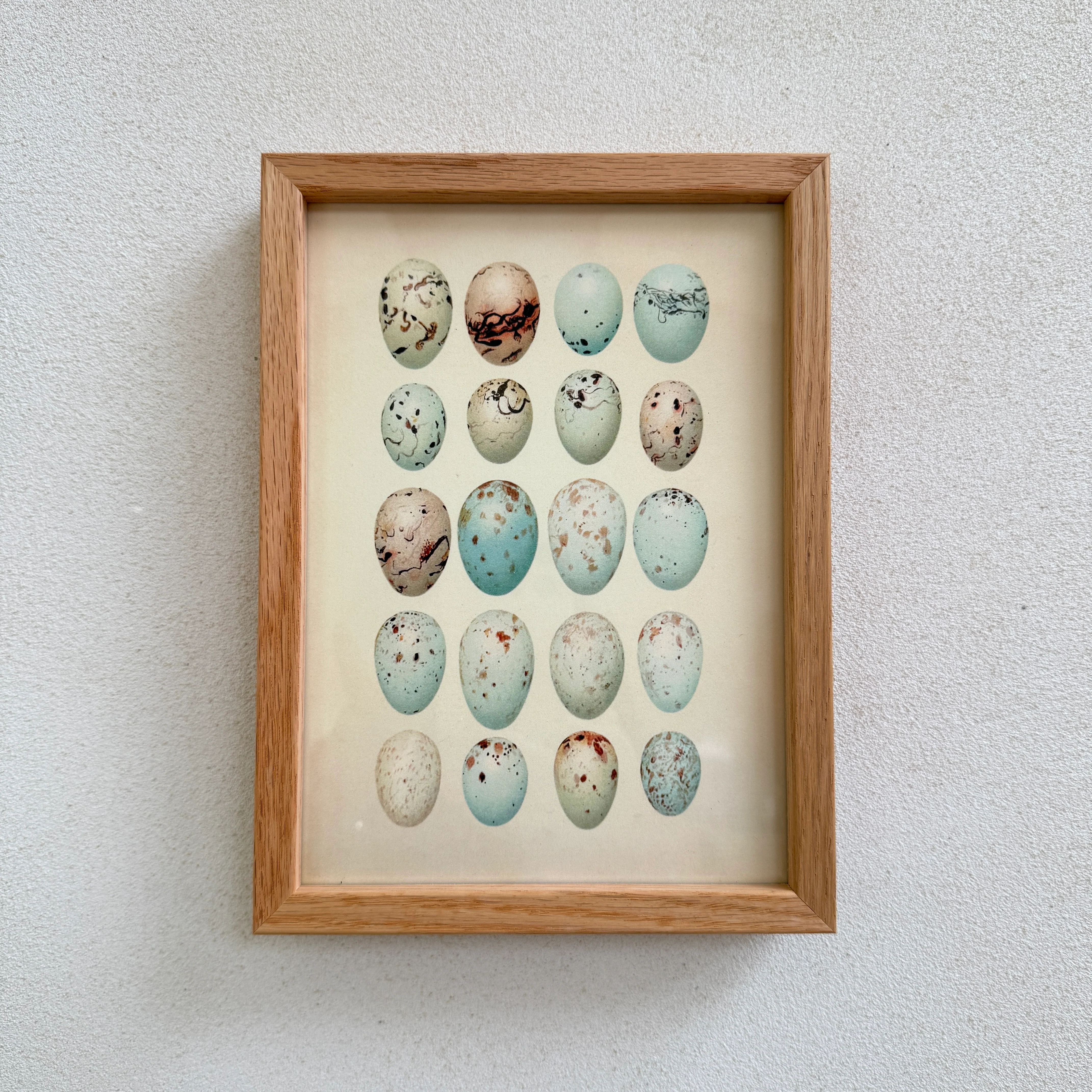 Small Oak Framed Egg Prints - Image 7