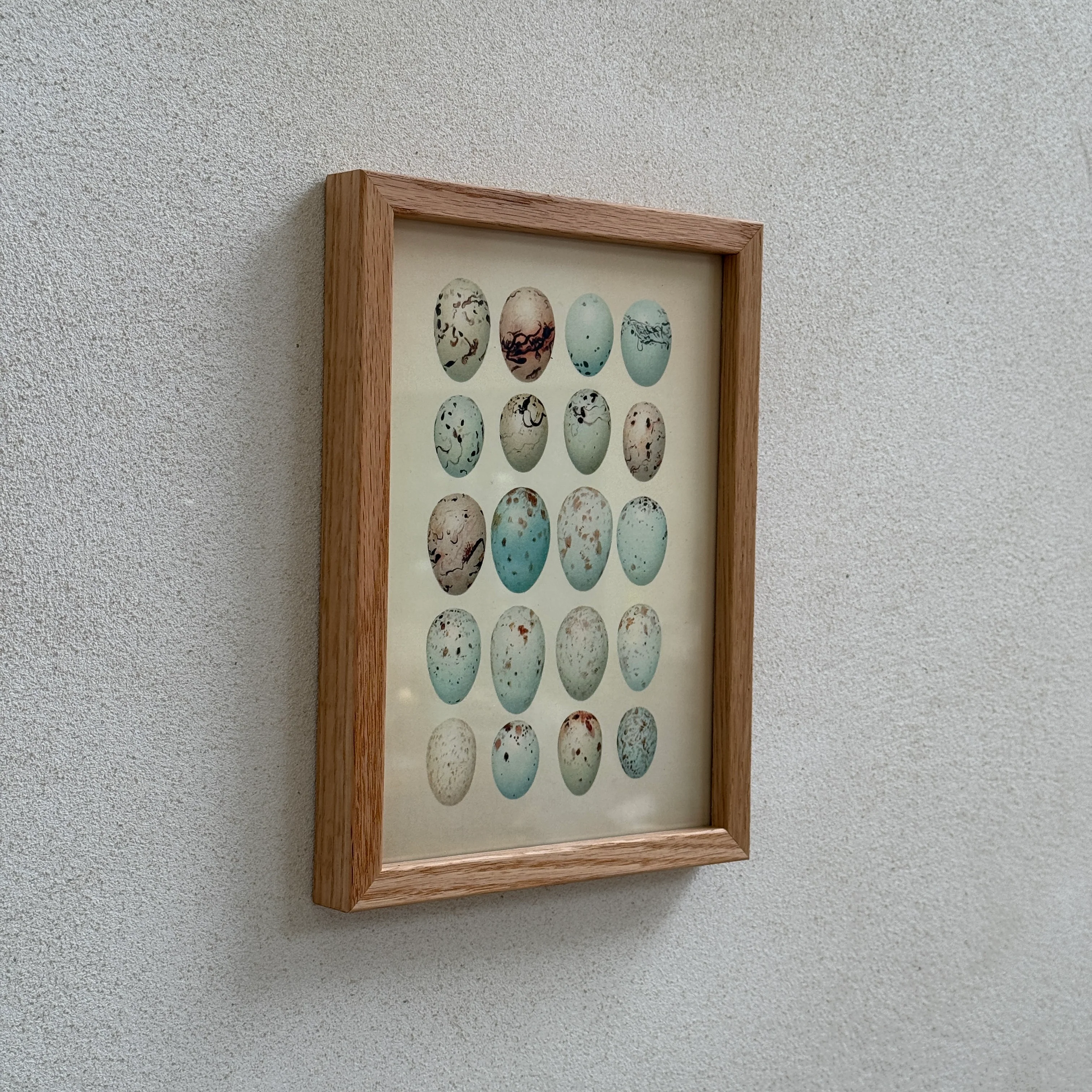 Small Oak Framed Egg Prints - Image 8