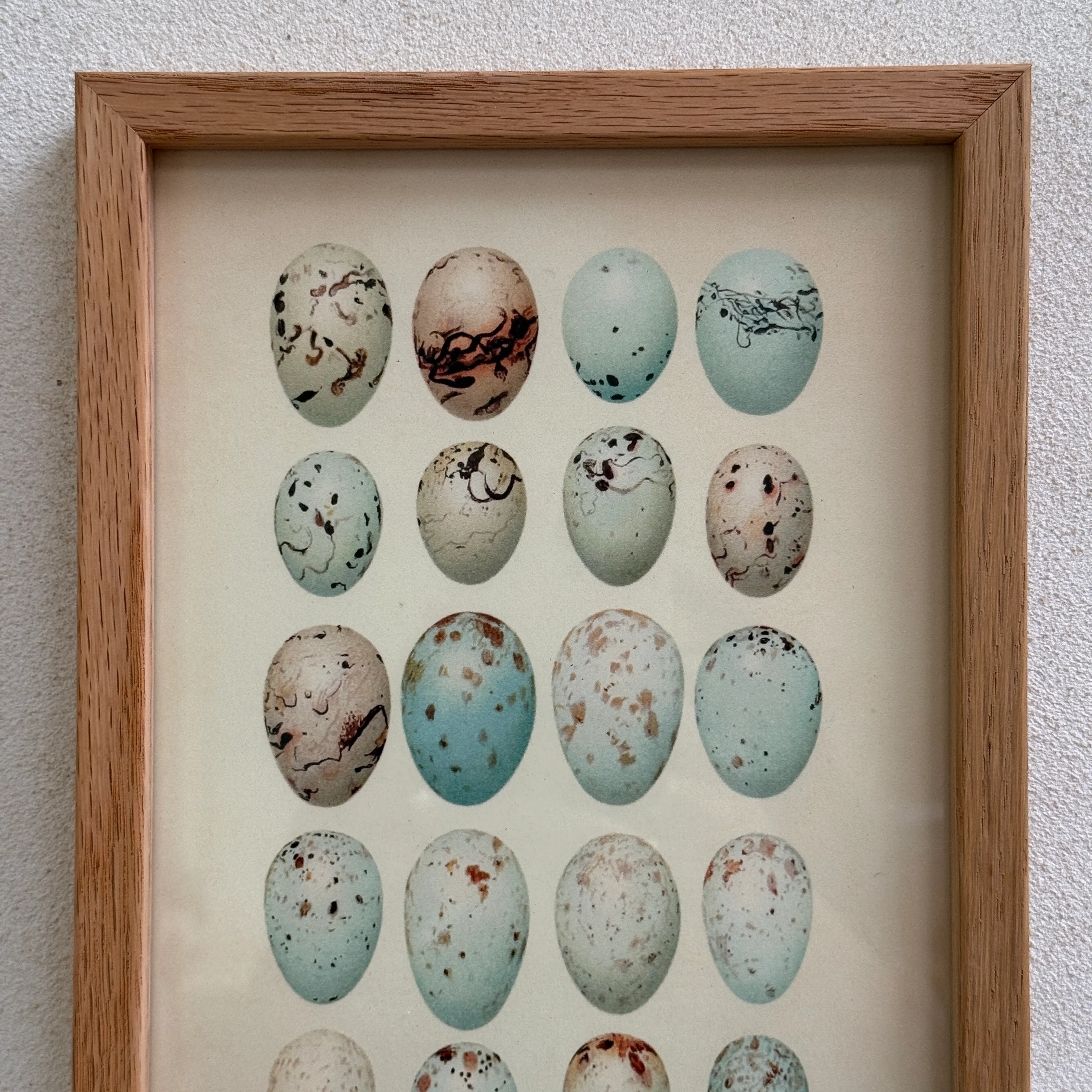 Small Oak Framed Egg Prints - Image 9