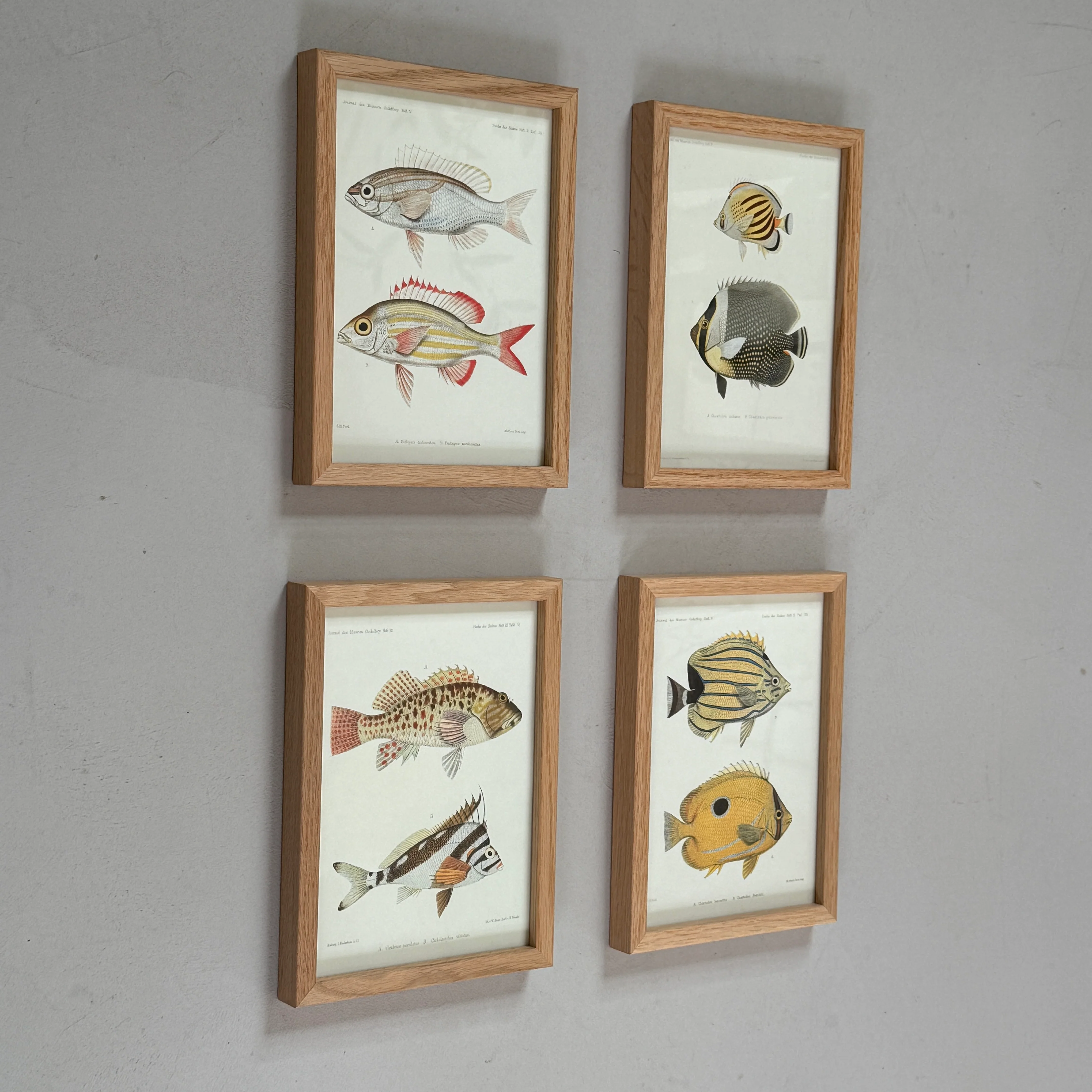 Small Oak Framed Fish Prints - Image 2