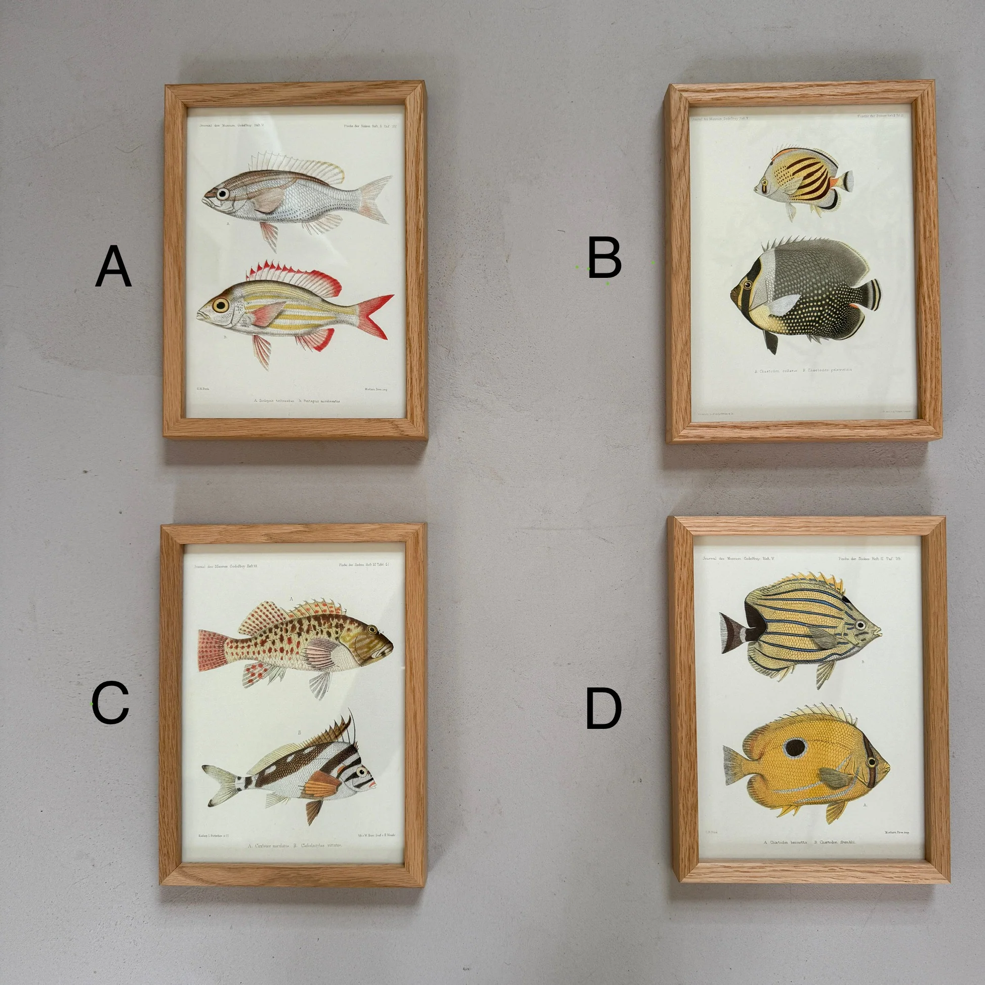 Small Oak Framed Fish Prints - Image 3