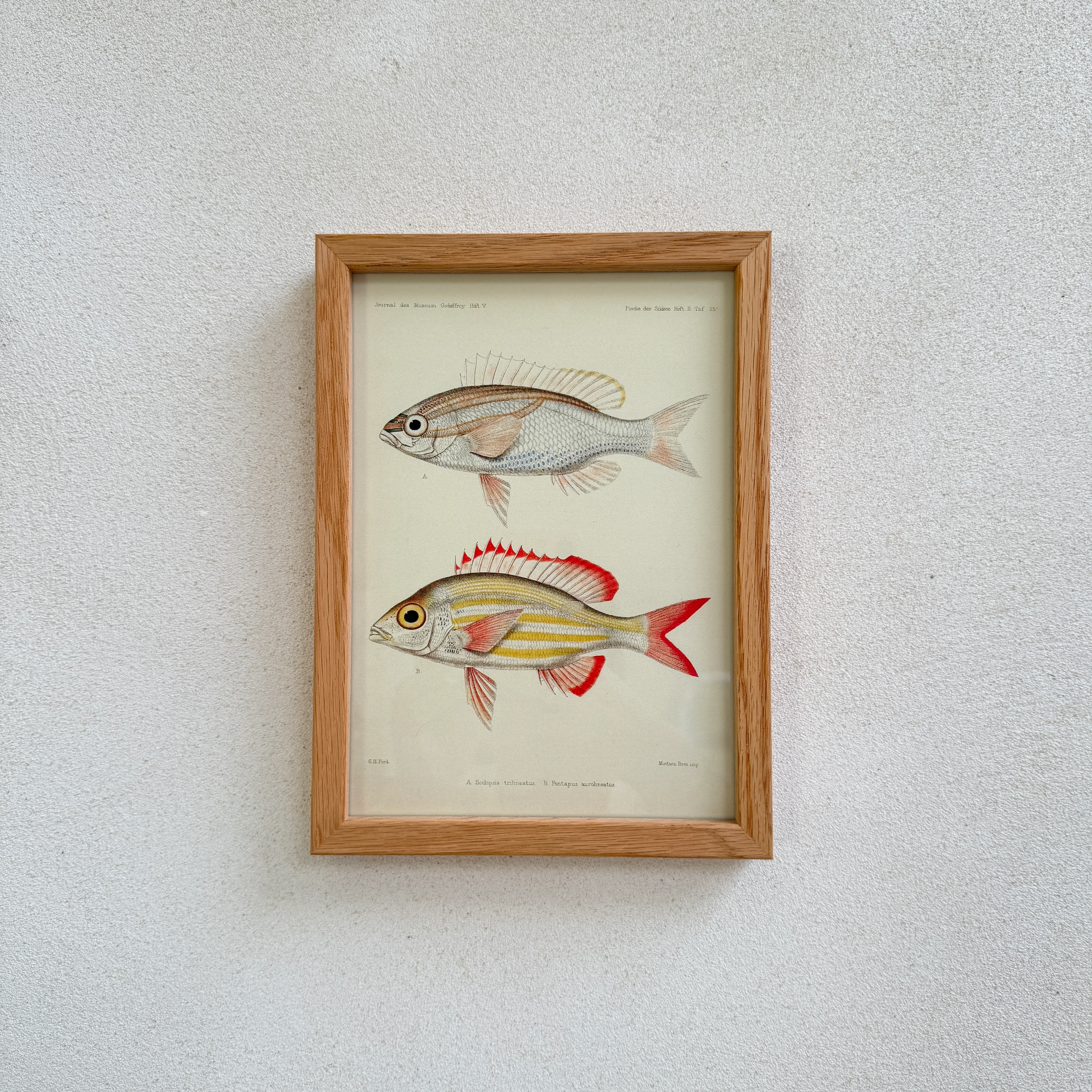 Small Oak Framed Fish Prints - Image 4