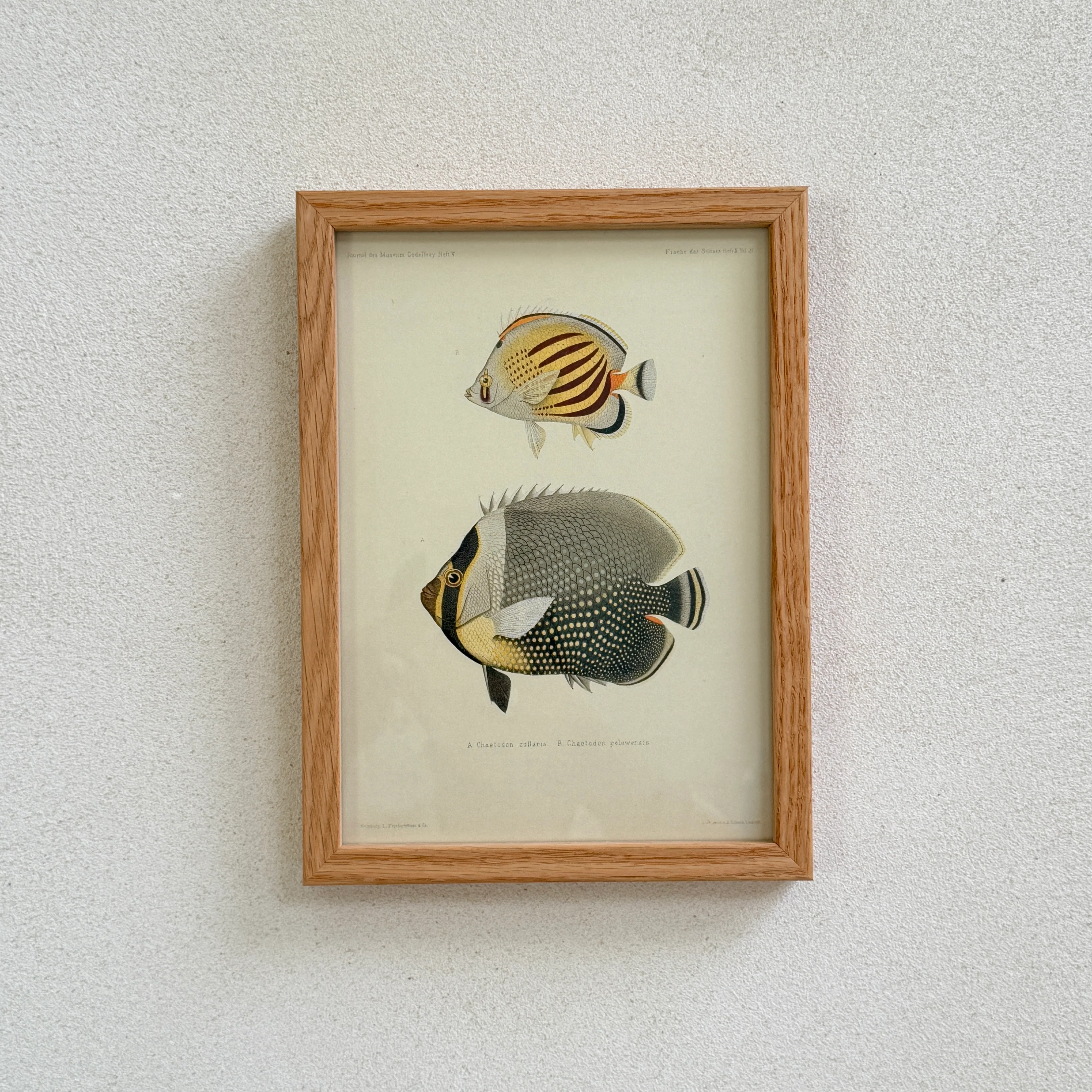 Small Oak Framed Fish Prints - Image 5