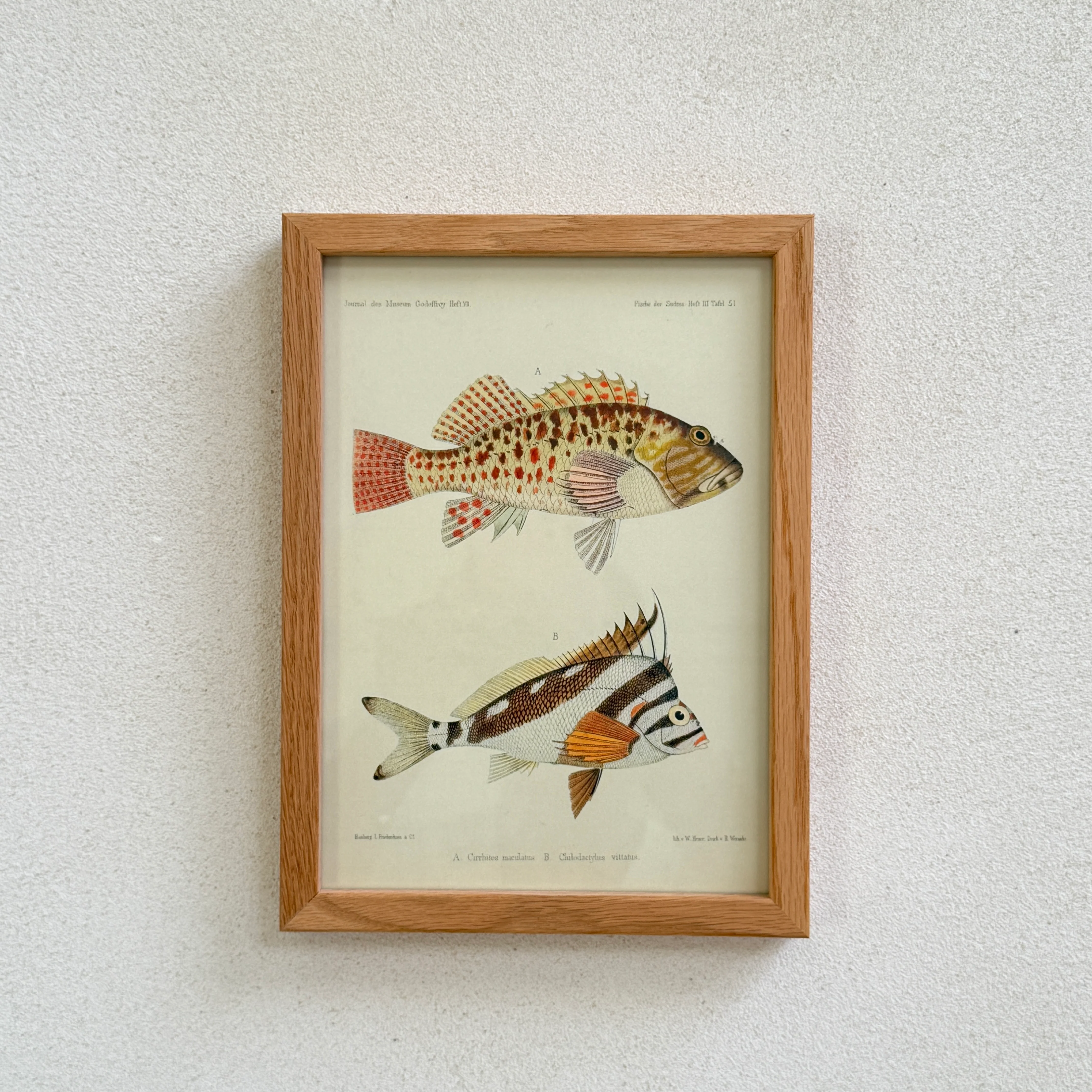Small Oak Framed Fish Prints - Image 6