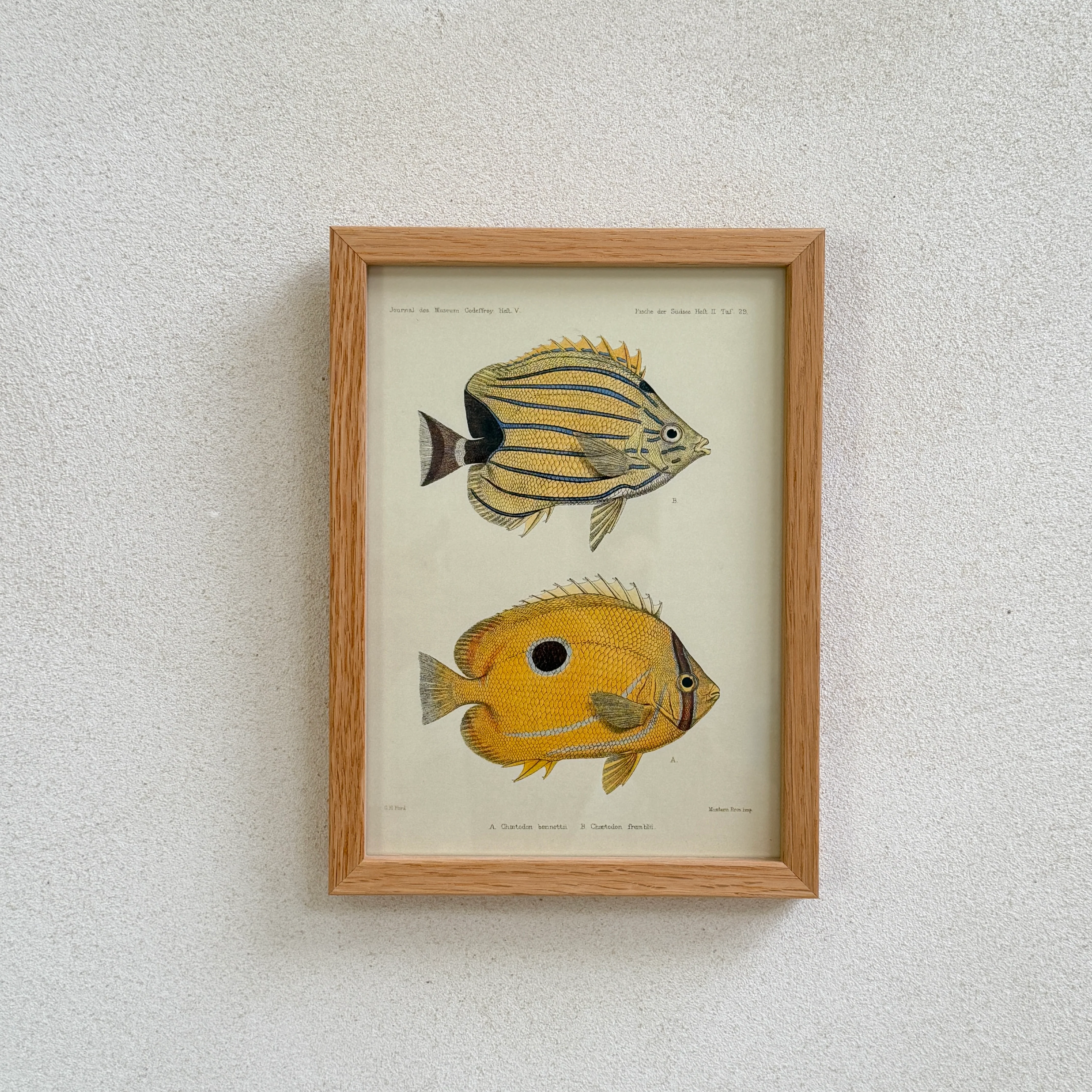 Small Oak Framed Fish Prints - Image 7