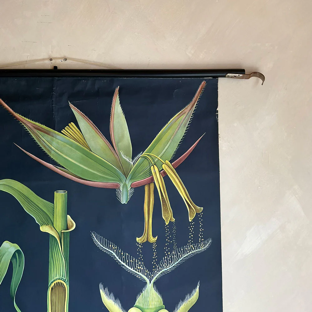 Vintage Botanical Teaching Aid A - Image 2
