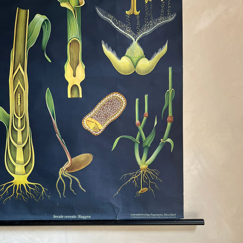 Vintage Botanical Teaching Aid A - Image 3