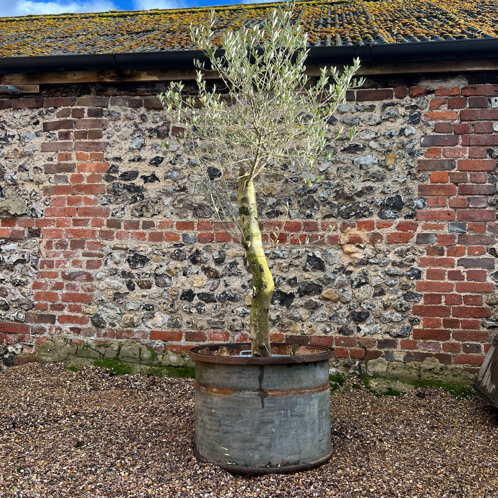 Vintage Round Galvanised Olive Tree Planter - Image 2