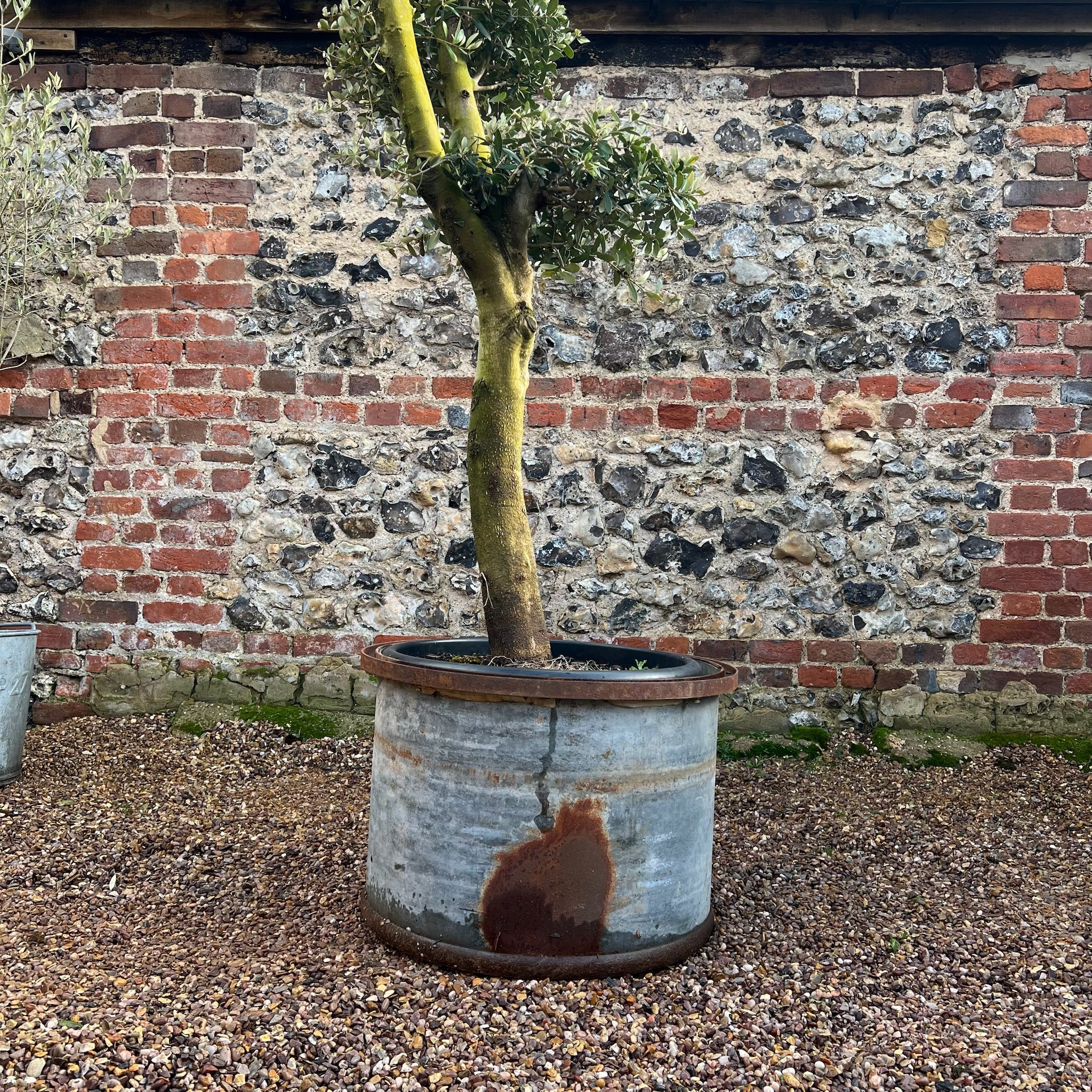 Vintage Round Galvanised Olive Tree Planter - Image 3